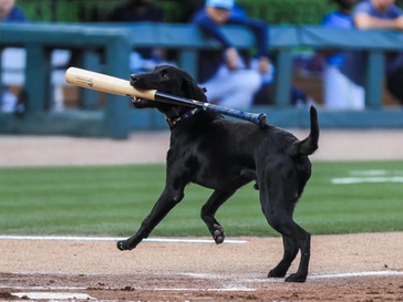 Joe The Bat Dog