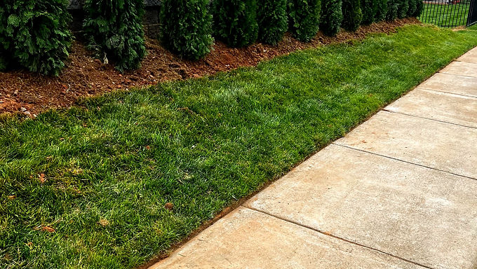 professional lawn care services
