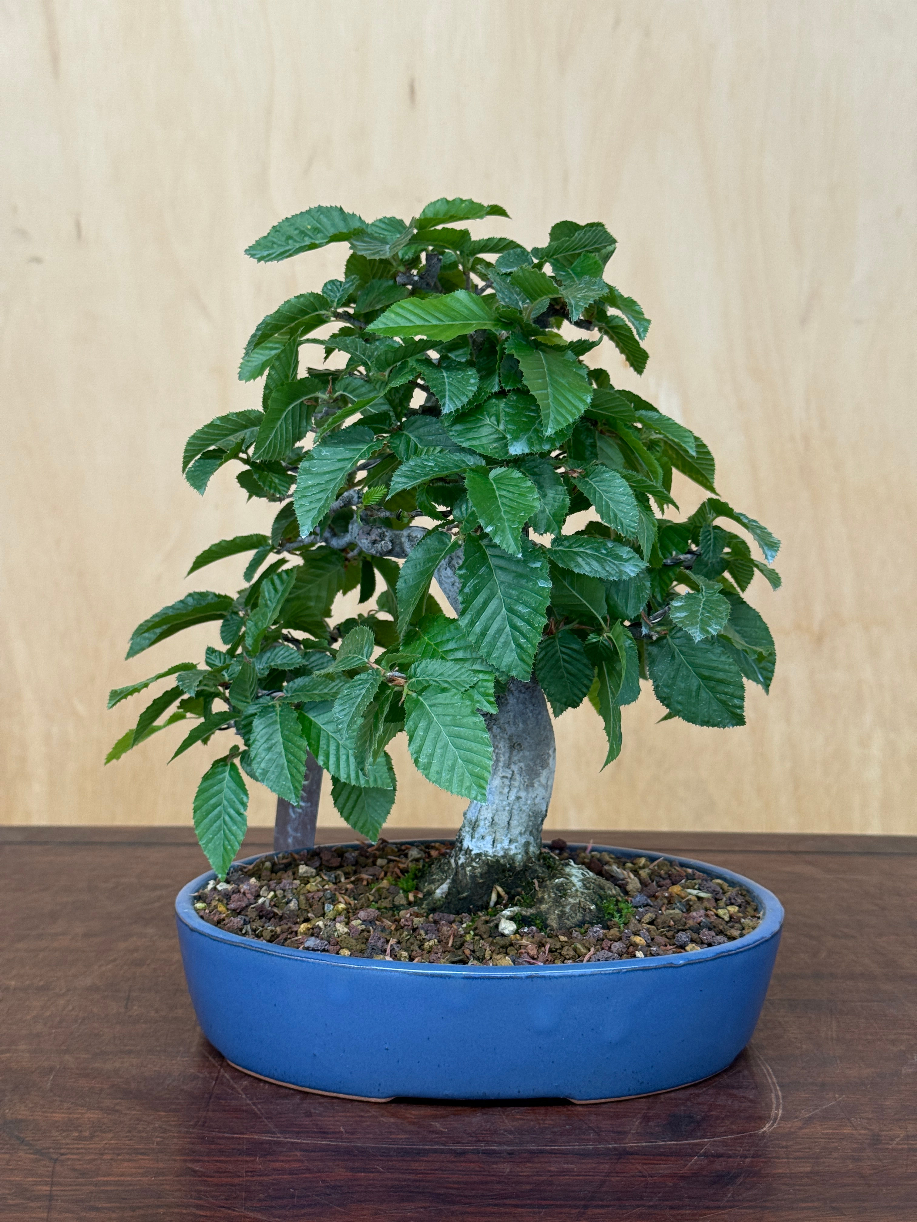 D452 Japanese Hornbeam