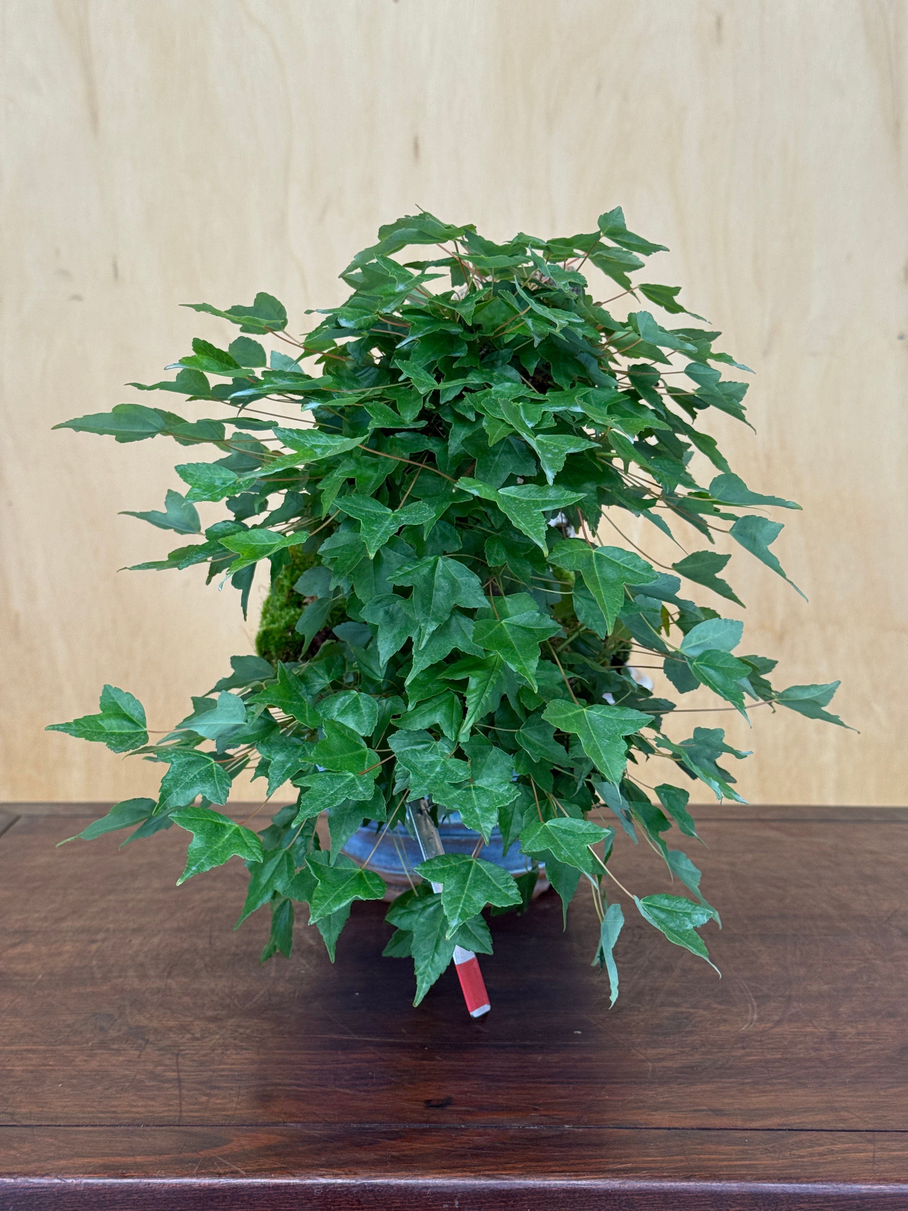 D397 Trident Maple
