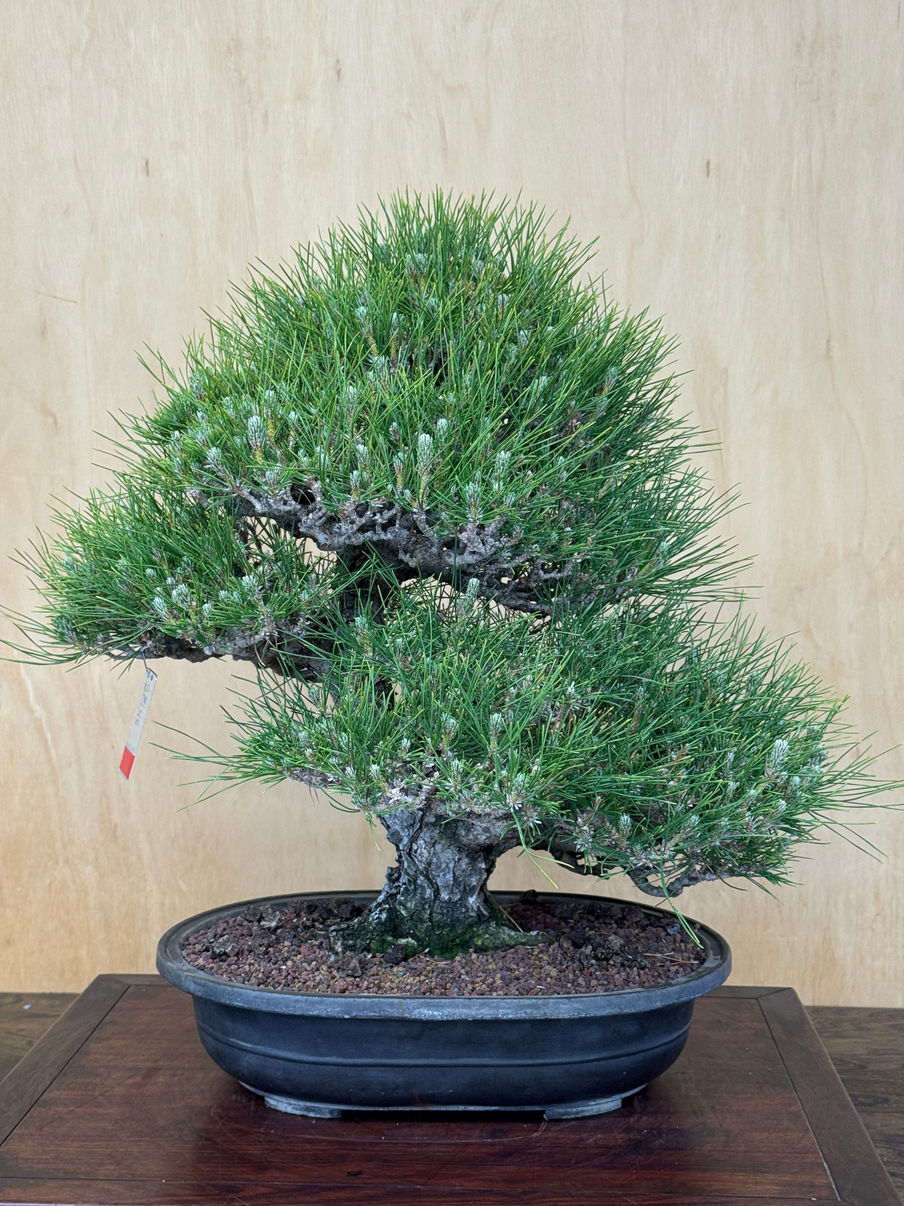 BP146 J. Black Pine