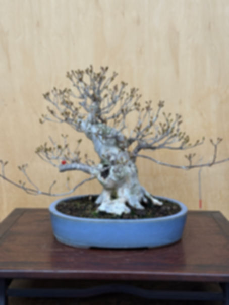 D440 Dogwood (Cornus mas)