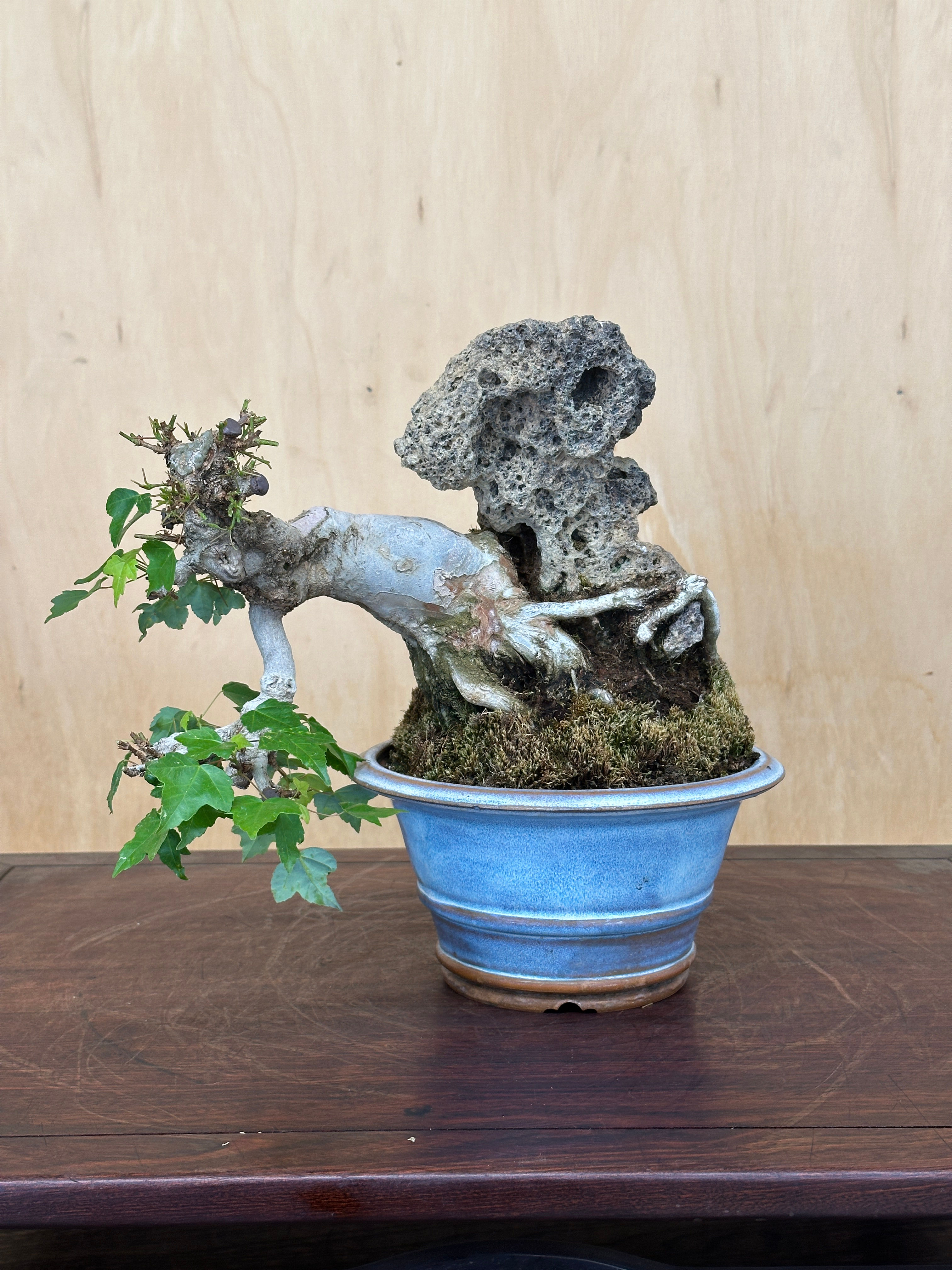 D397 Trident Maple