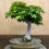 Thumbnail: D131 Japanese Maple