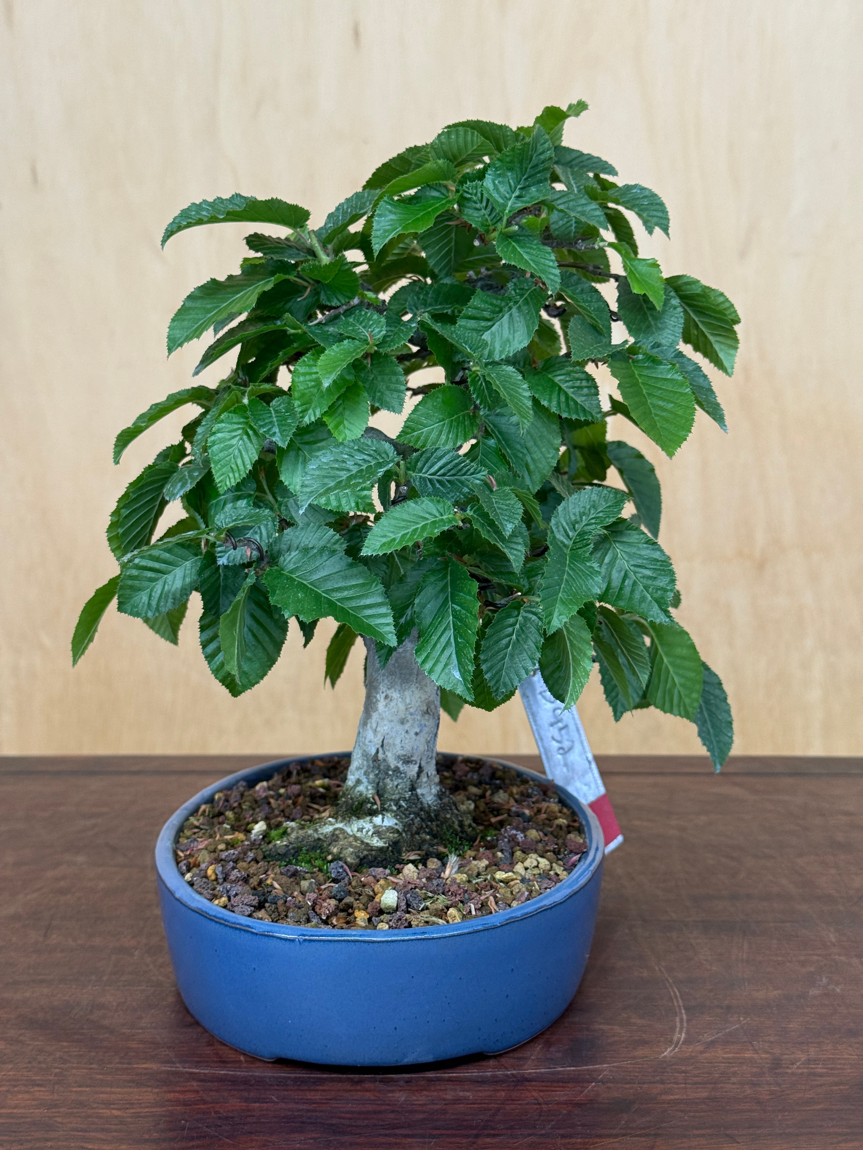 D452 Japanese Hornbeam