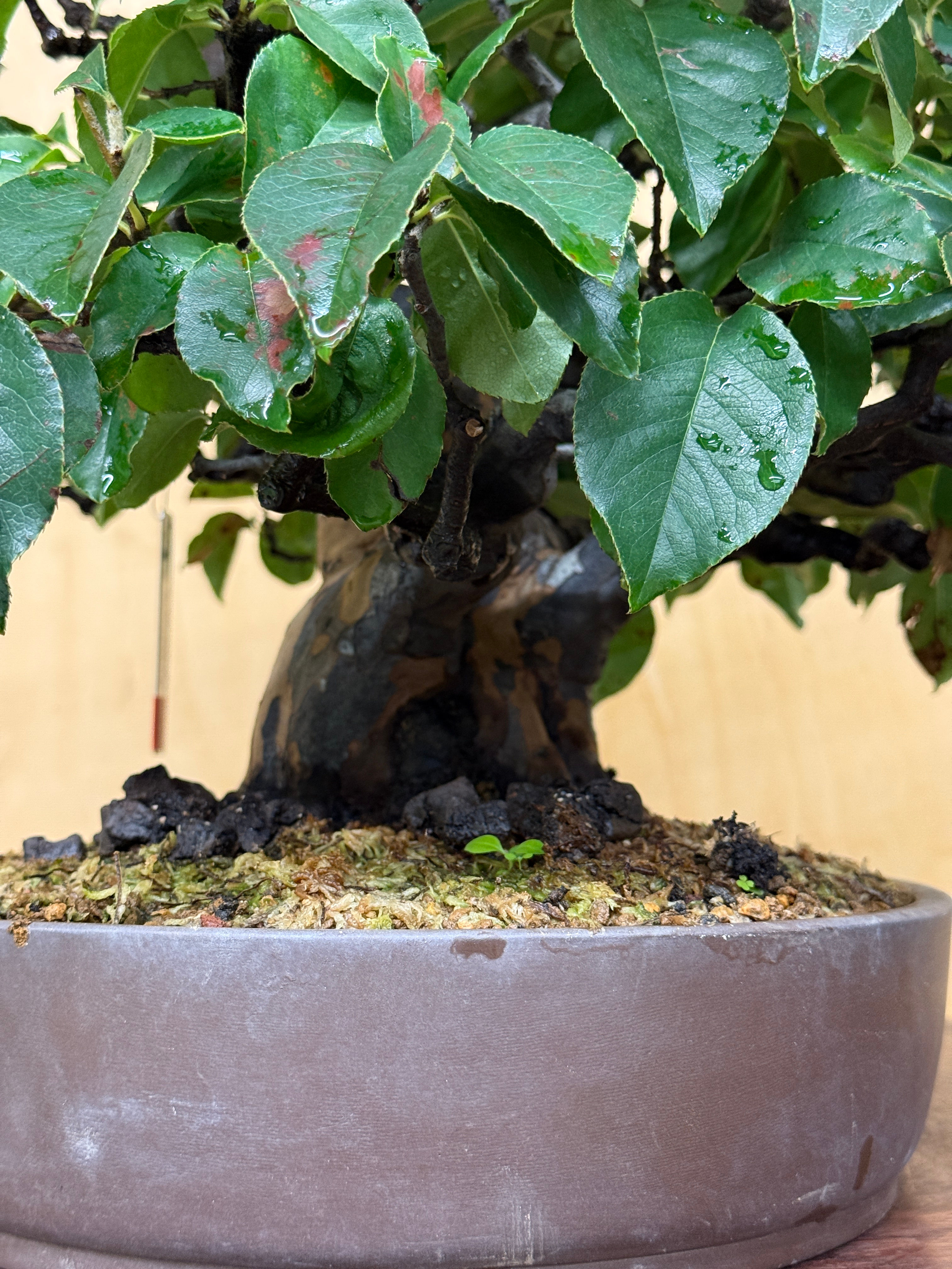 D419 Chinese Quince