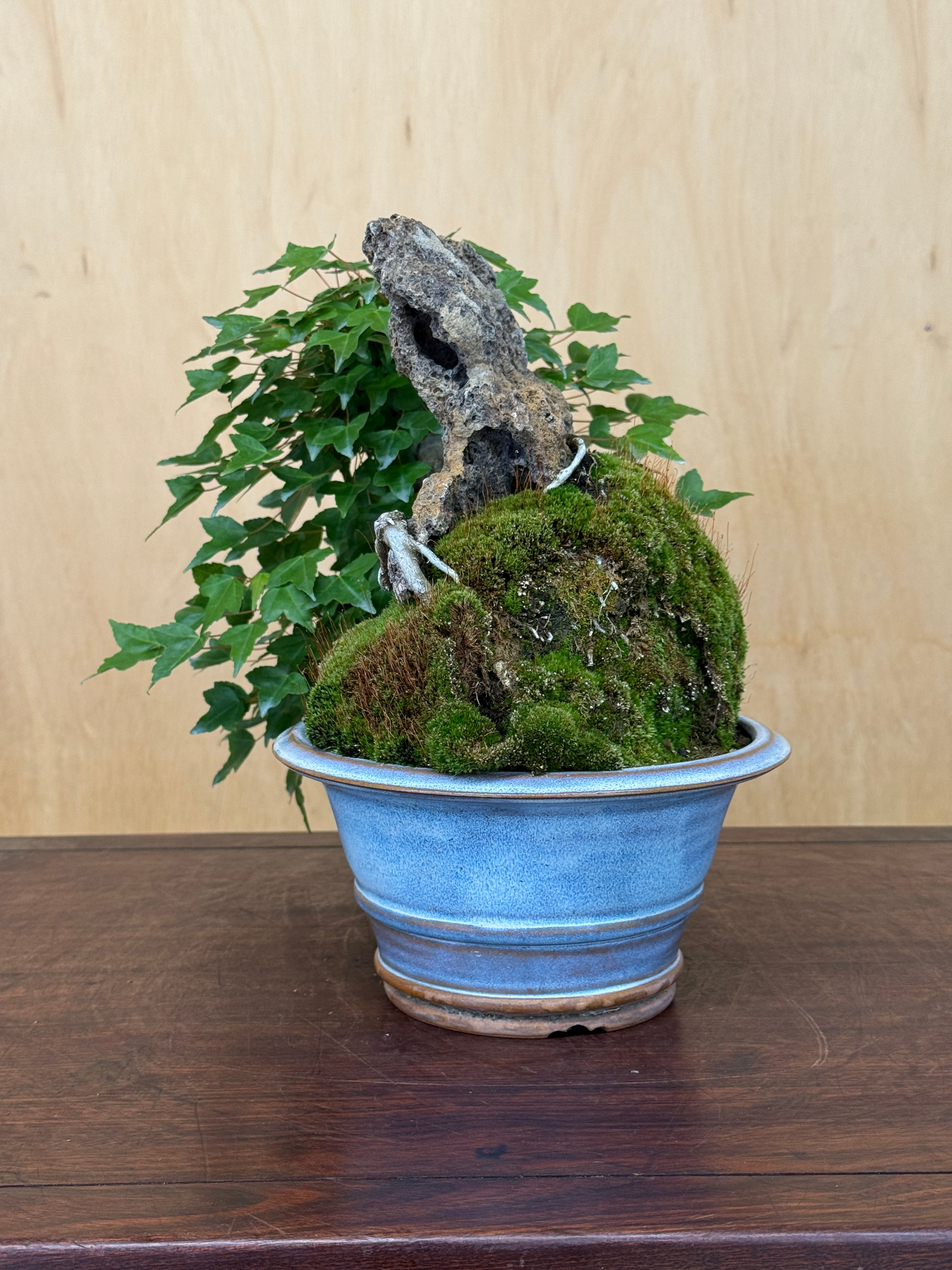 D397 Trident Maple