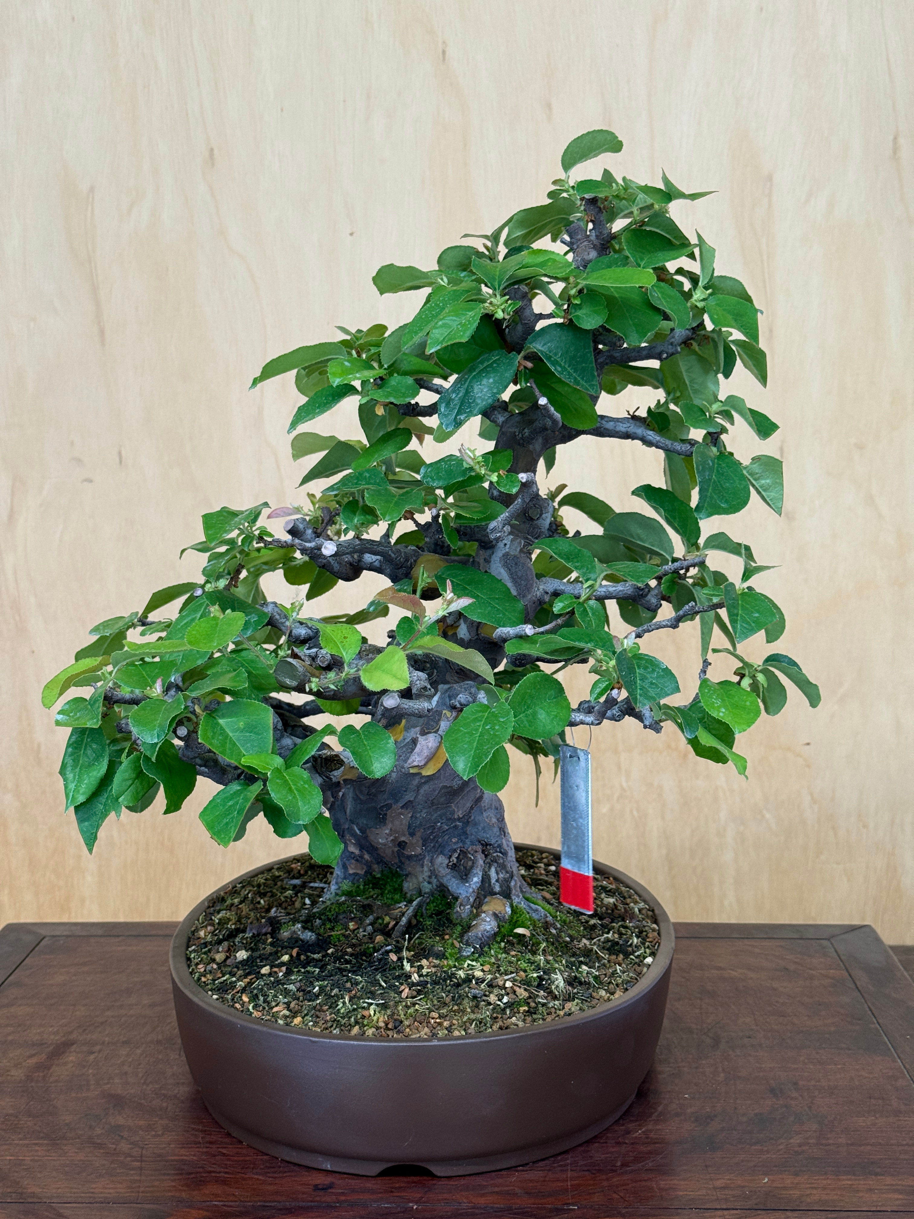 D419 Chinese Quince