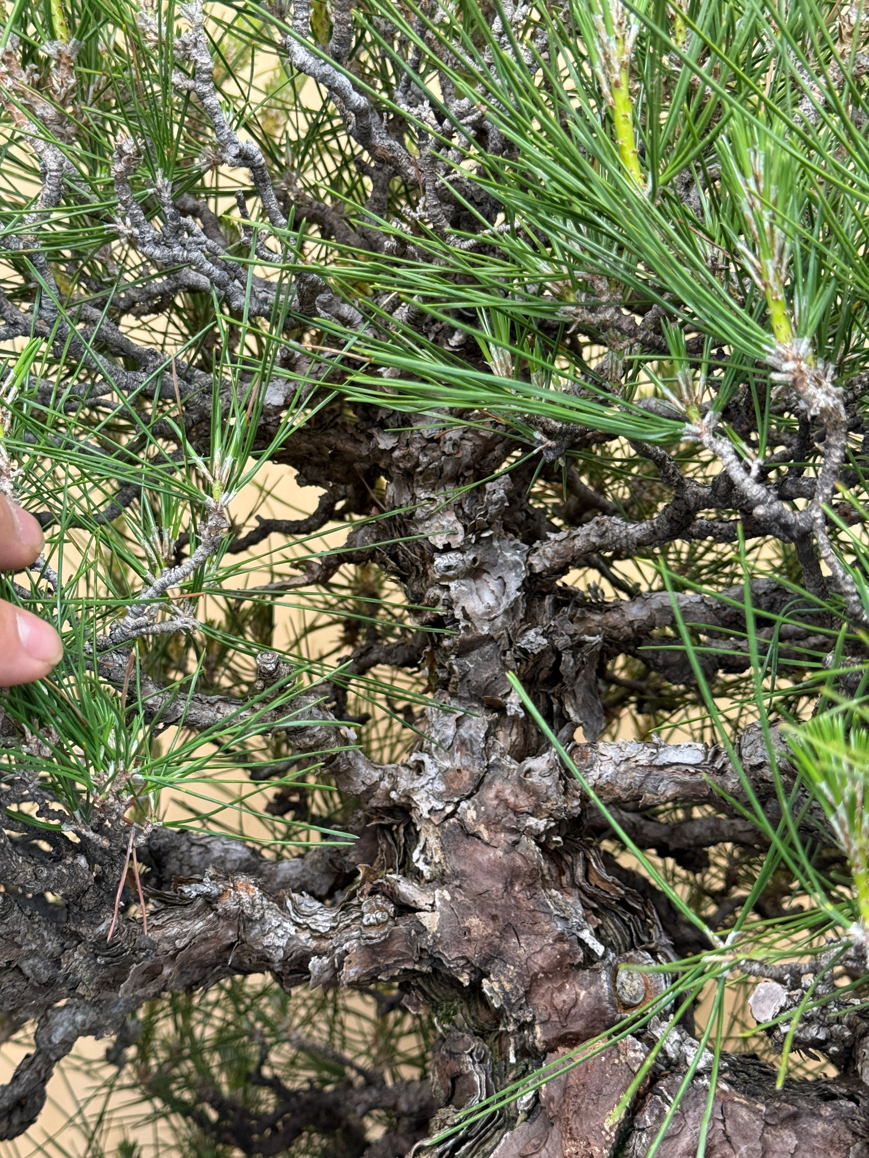 BP117 J. Black Pine