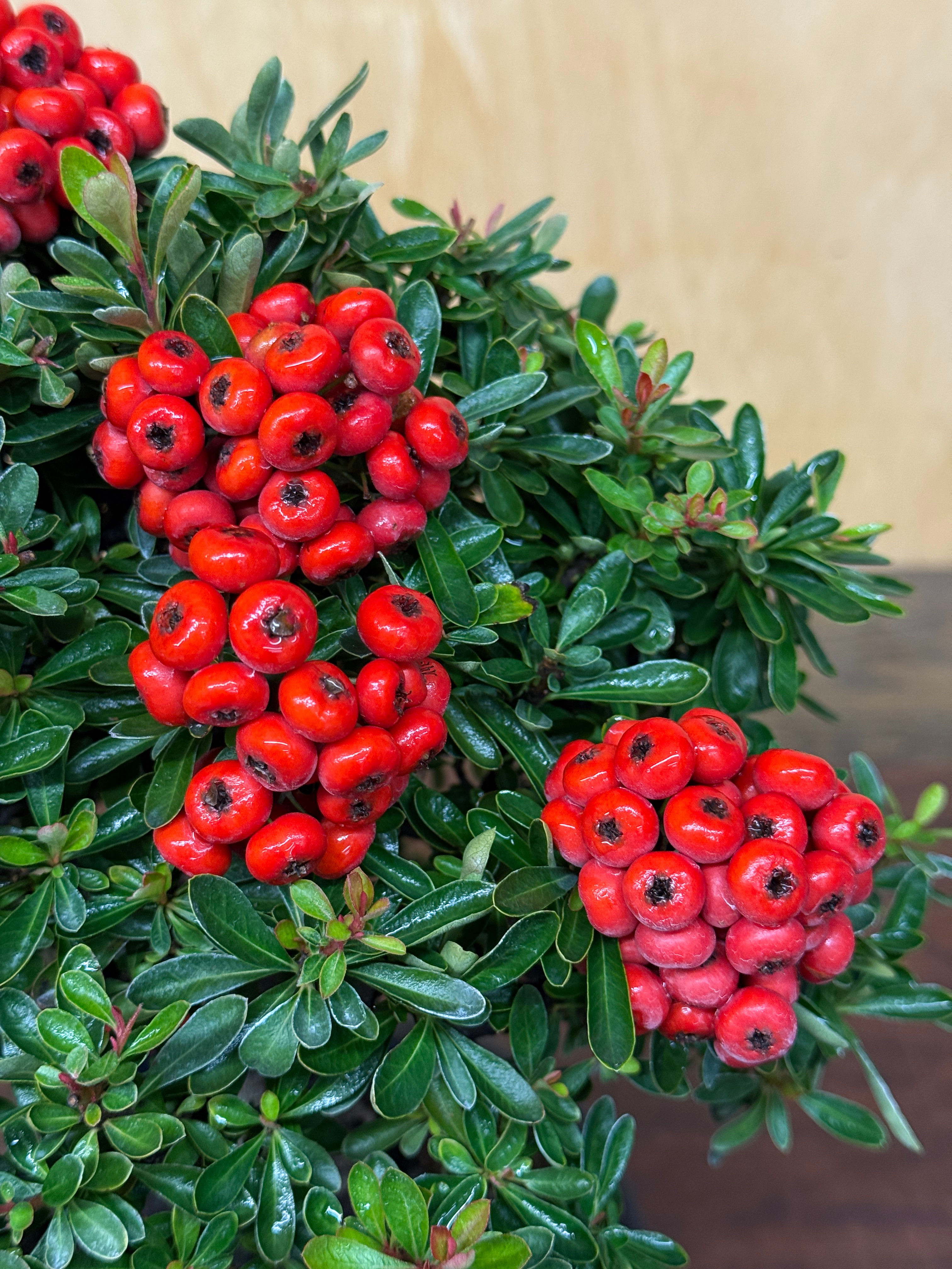 BE181 Dwarf Pyracantha