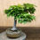 Thumbnail: D131 Japanese Maple