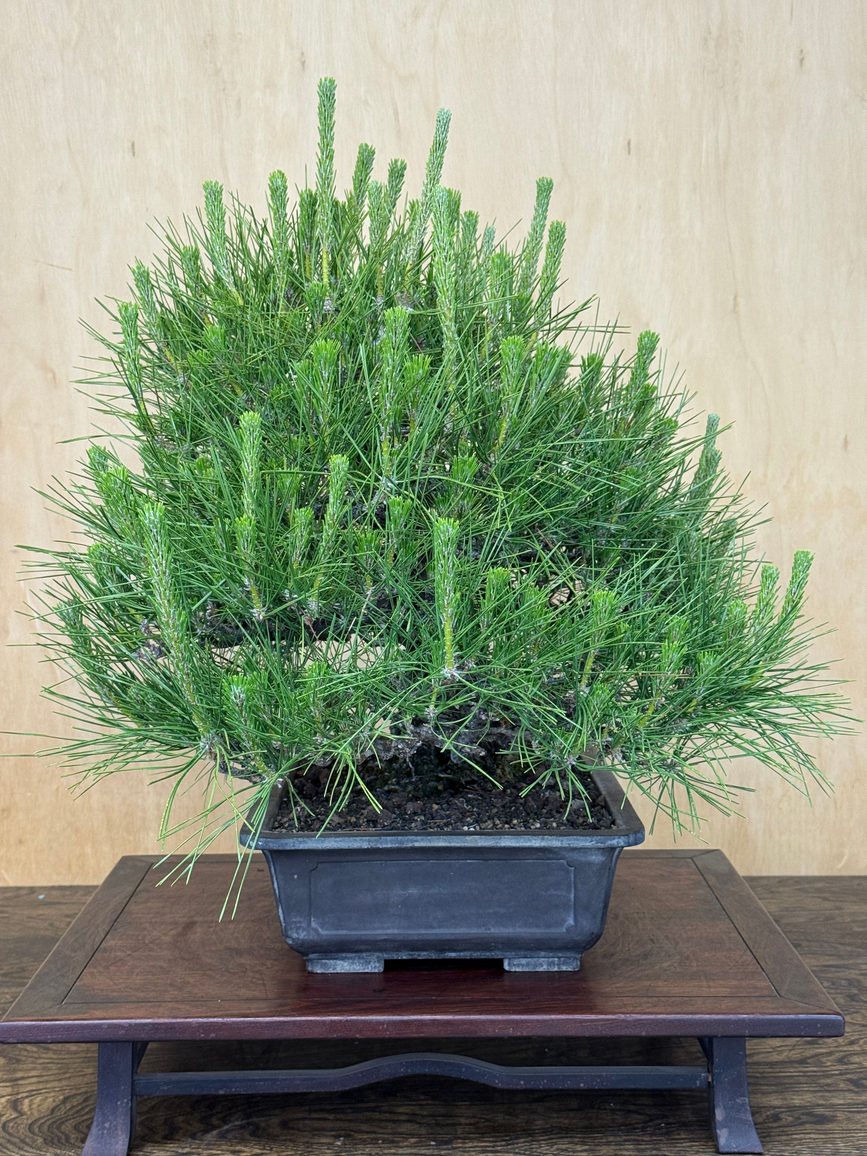 BP117 J. Black Pine