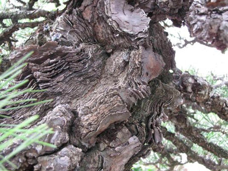 Mikawa Black Pines?