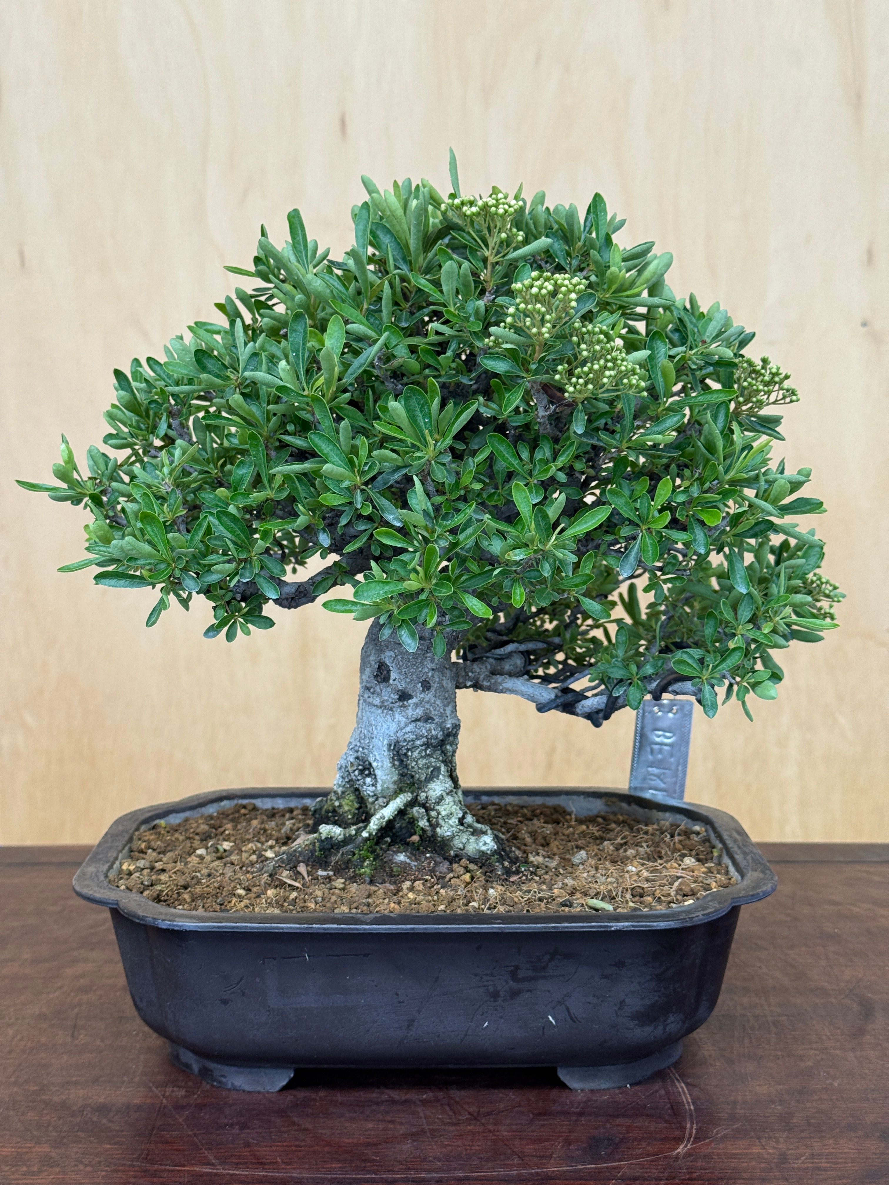 BE181 Dwarf Pyracantha