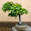 Thumbnail: D131 Japanese Maple