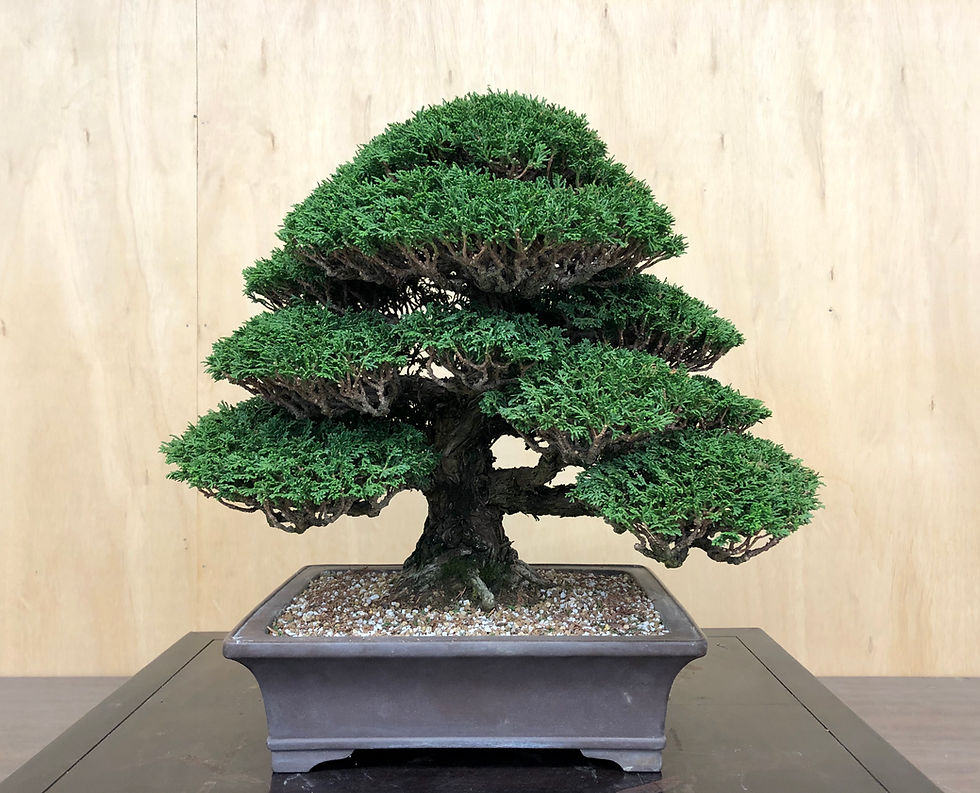 Horticulture of Bonsai, the beginning...