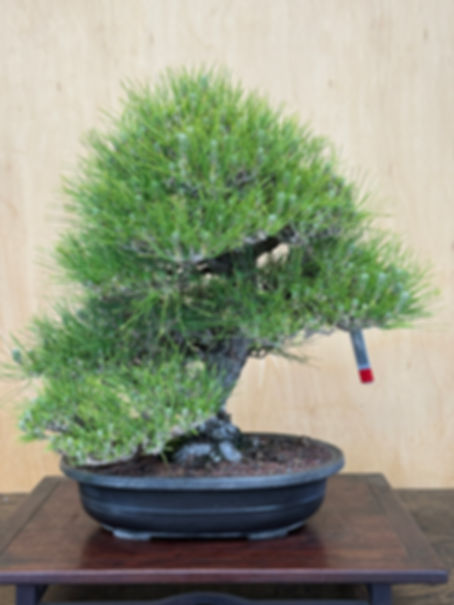 BP146 J. Black Pine