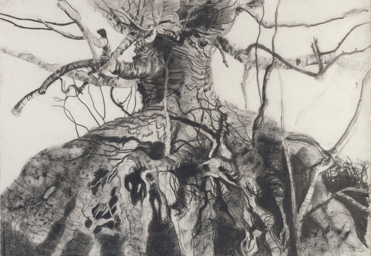 Beech Tree Standing on its Roots