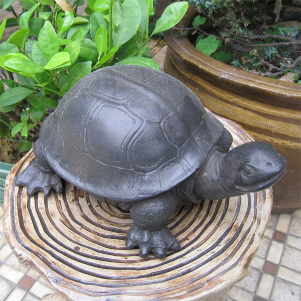 Thumbnail: Turtle