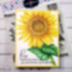 Thumbnail: BB599469 Big & Bold Sunflower Bundle