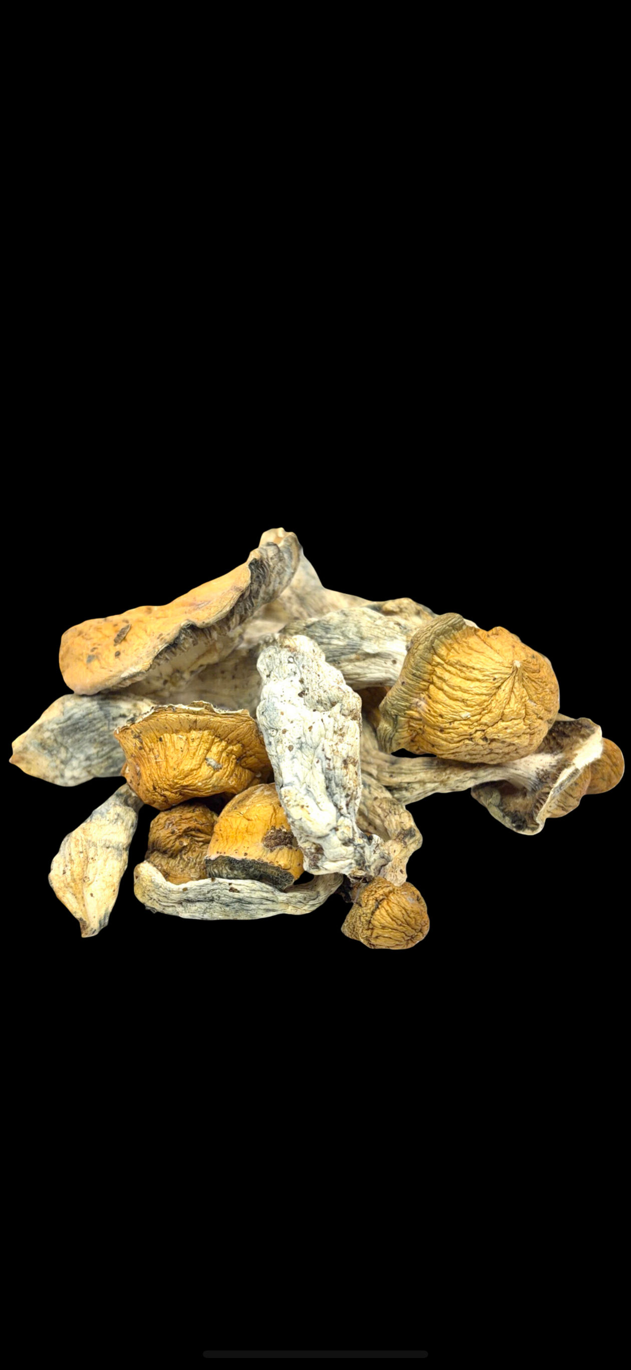 Penis Envy Psilocybin Mushrooms