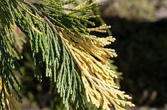 Branche de cyprès de Leyland