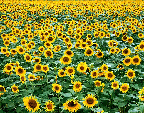 sunflower-field-near-me-copper-creek-far