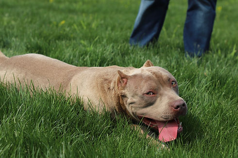 Roxie being goofy.jpg