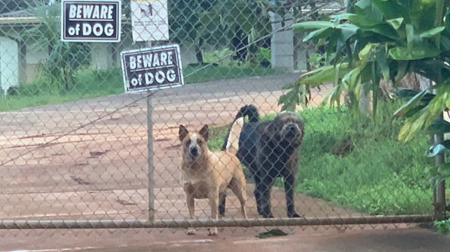Runner vs. dog: What the laws say