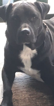 Piper