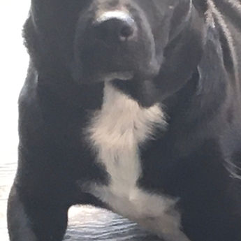 Piper