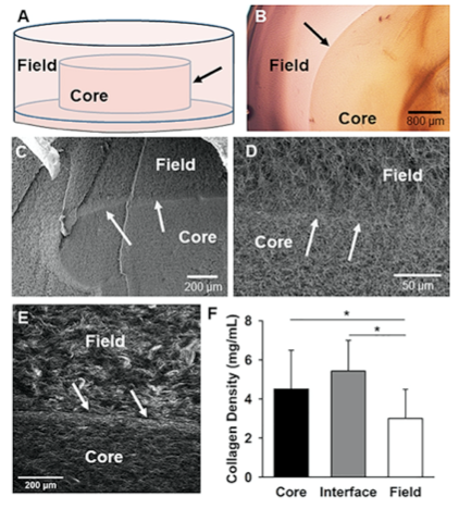Figure 1: The Core-in-field (CIF) tissue boundary model. (A) Schematic of the CIF model showing the preformed “core” sitting on a thin bed of gelled collagen surrounded by an additional “field” of gelled collagen.