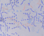 BioSegment software analyzing and quantifying 3D tissue images for biomanufacturing quality control