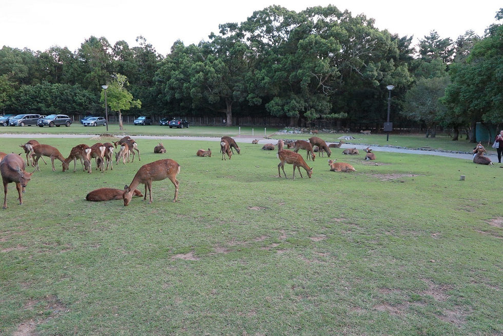About 1,200 wild deer inhabit all over Nara Park, including the precincts of Kasuga Shrine, Todai-ji