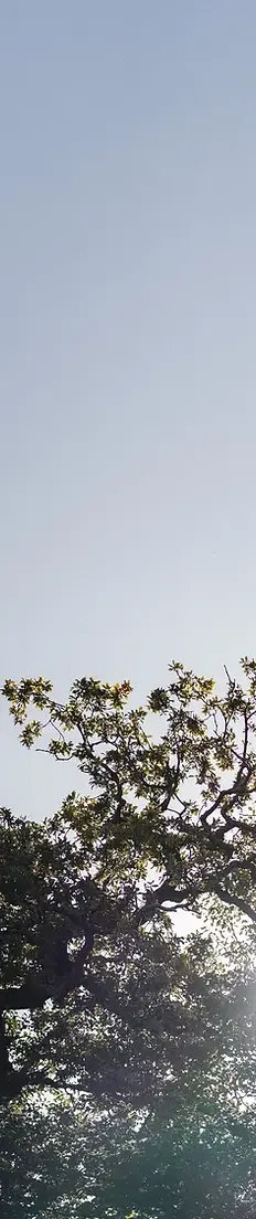 Tree line and sun (2)