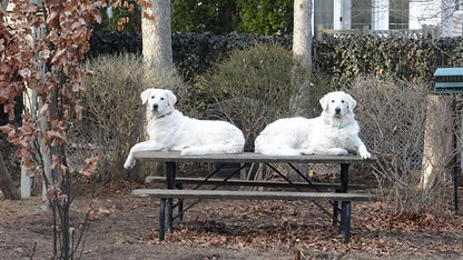 missy and willie on table.JPG