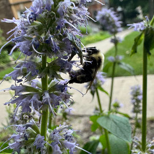 Native gardens and land management