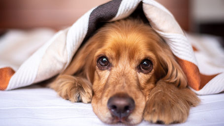 Fiche de race : le Cocker Spaniel Anglais