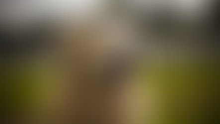 Un chien dans un jardin