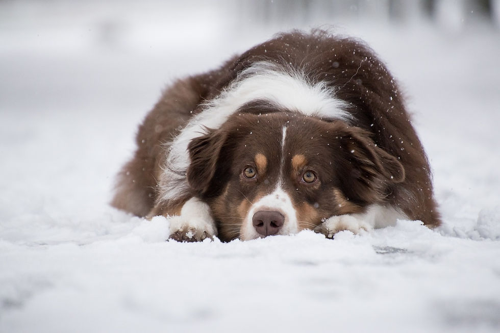 un berger australien couché dans la neige