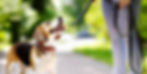 Dog Walk_edited.jpg