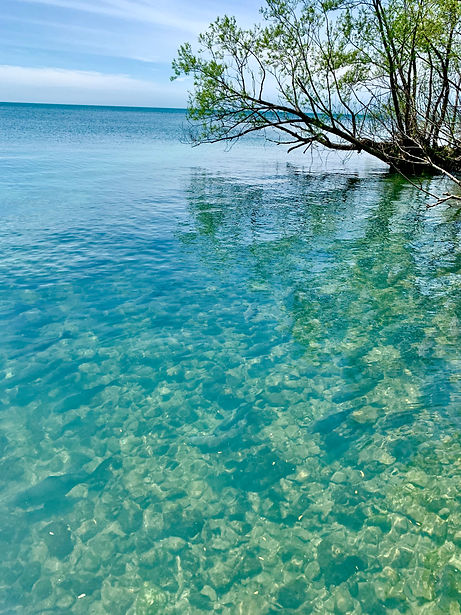 a tree shore area of Lake Erie with crystal clear water with a school of carp swimming by.