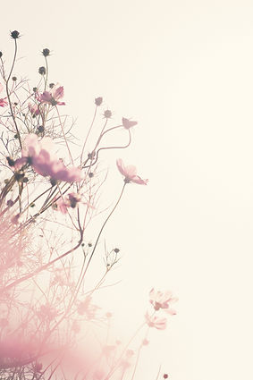 pink flowers with white background_edited.jpg