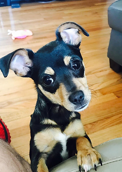 expectant puppy