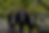 Body (1).png