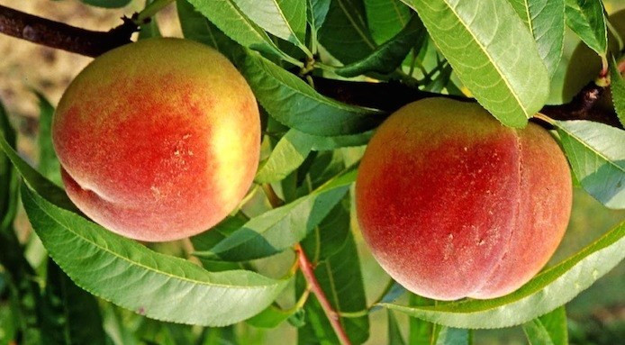 Londra peaches in Mugello, Tuscany