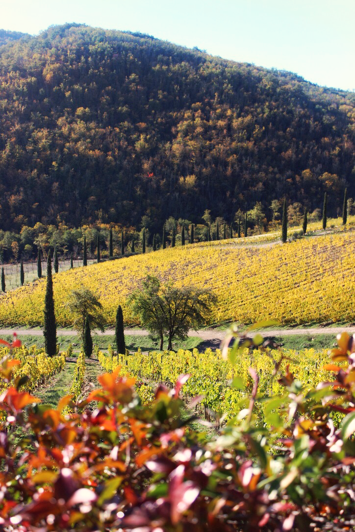 Sunny day at Tuscan vineyards