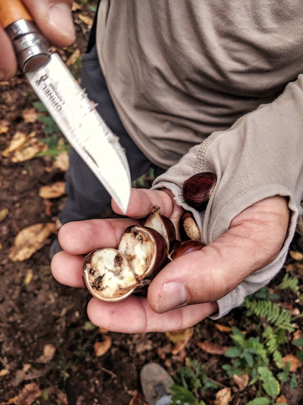 opening chestnuts in Mugello, Tuscany