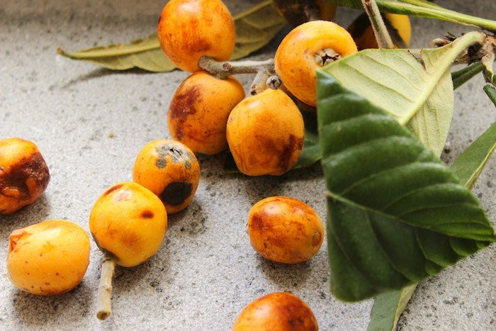 a close up of loquats on a table, Italian nespole