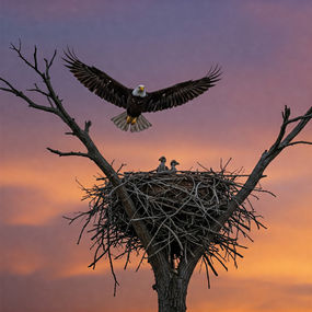 Celebrando o Retorno